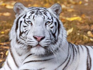 باغ وحش ارم؛ سفری به دنیای وحش در قلب تهران